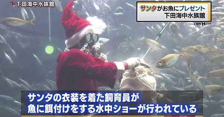Shimoda Marine Aquarium in Shizuoka Prefecture is hosting feeding shows featuring divers dressed up as Santa (TBS News)