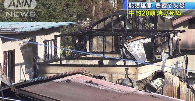Some 20 cows were killed after a shed and a cow barn caught fire