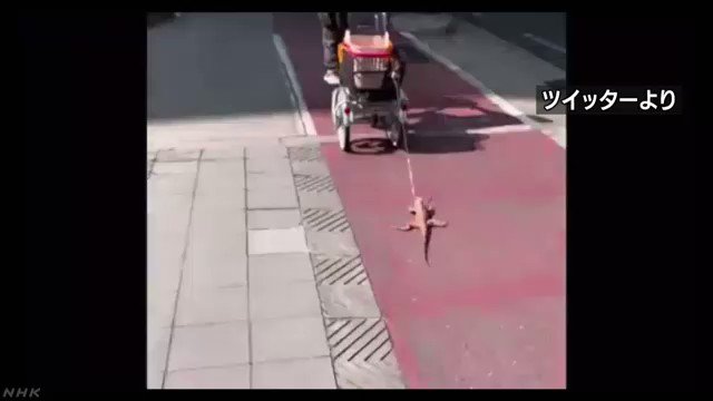 A video uploaded to Twitter shows a man dragging an iguana from behind a bicycle in Osaka City