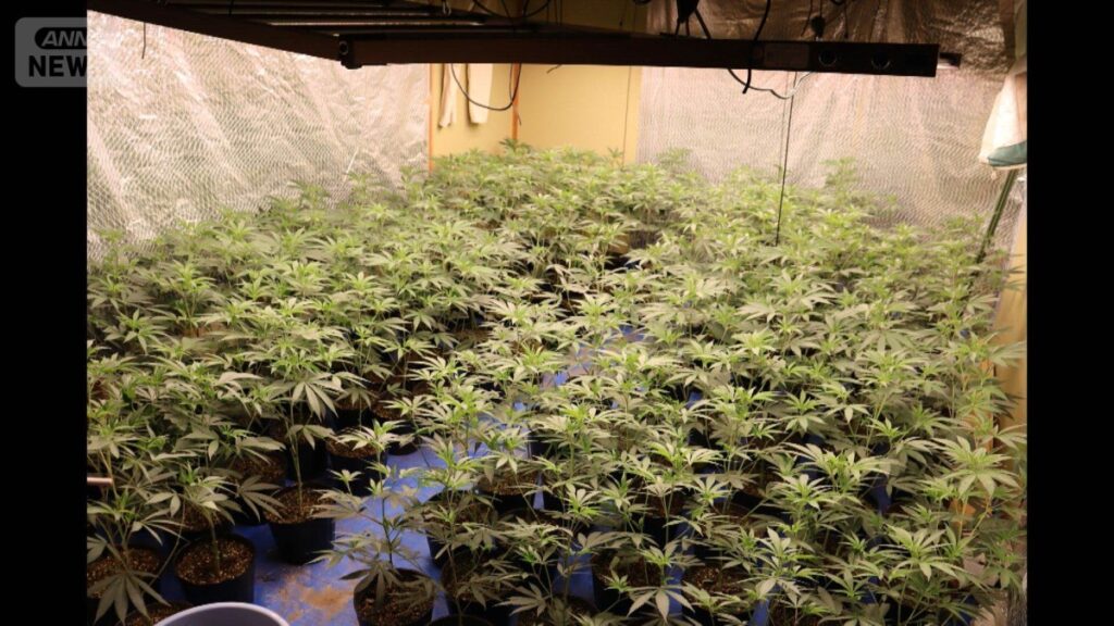 Vietnamese man accused of growing 200 marijuana plants in Tochigi