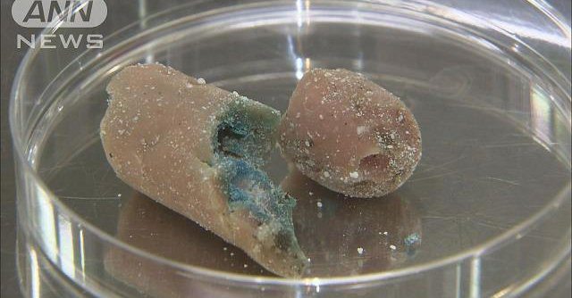 A dog died after eating a poison-laced sausage off a road in Wakayama Prefecture (TV Asahi)