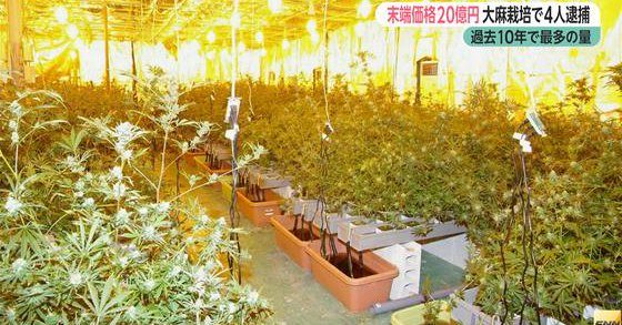Police busted a gangster-run marijuana operation worth some 2 billion yen in Wakayama Prefecture (Fuji News Network)