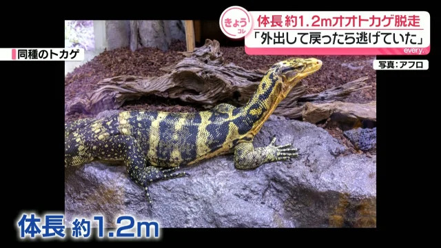 Police hunt for 1.2-meter monitor lizard on the loose in Yokohama