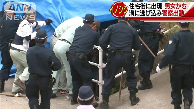 Authorities put down a wild boar that attacked and injured two pedestrians in Sasebo City on Sunday