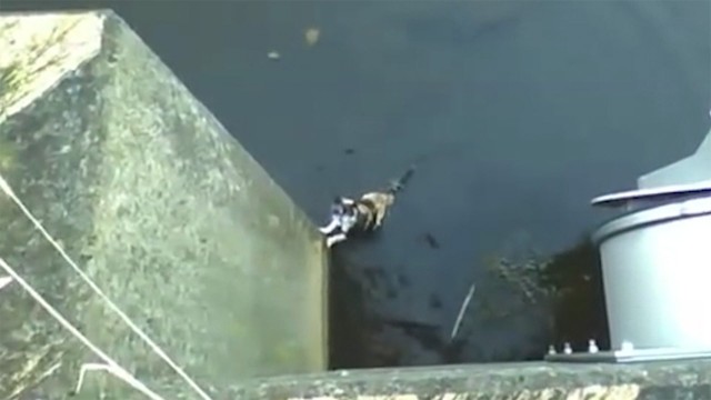 A man threw 2 cats into a canal in Sukagawa City in December and January