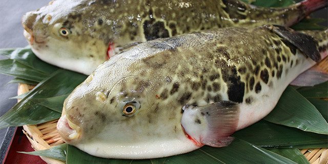 Serving the liver of a fugu blowfish is illegal in Japan