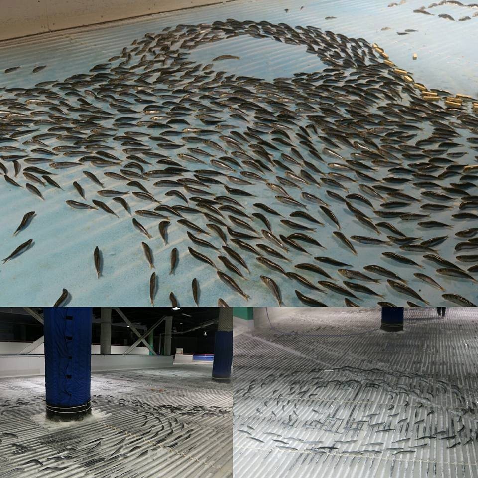 A theme park in Fukuoka Prefecture has closed an ice rink following an uproar over 5,000 fish frozen into the ice (Space World’s Facebook page)