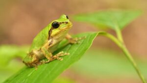 Green legs and ham: Toyama students finds live frog in hotel breakfast