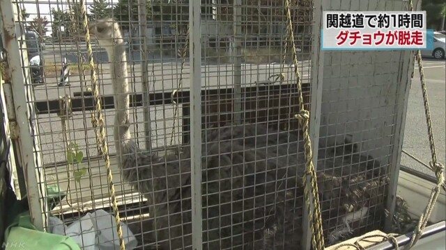 An ostrich escaped onto a highway in Gunma Prefecture