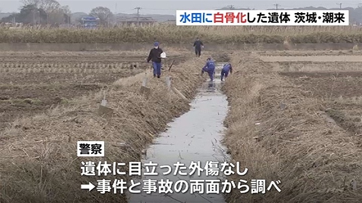 A male corpse was found in a rice field in Itako City on Sunday