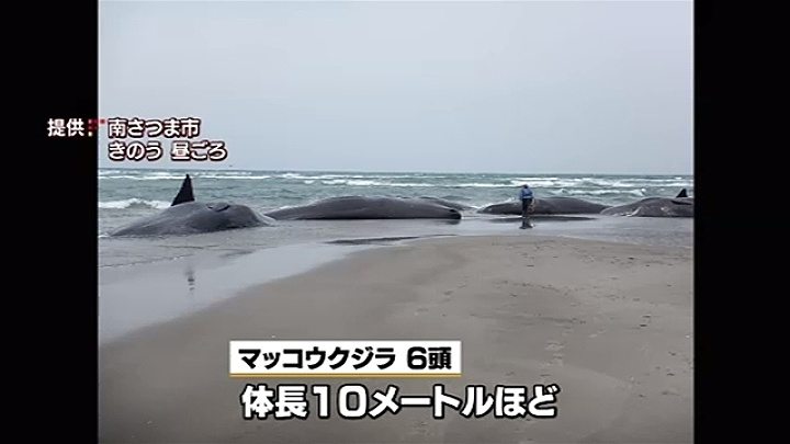 Six sperm whales were found beached in Minamisatsuma City