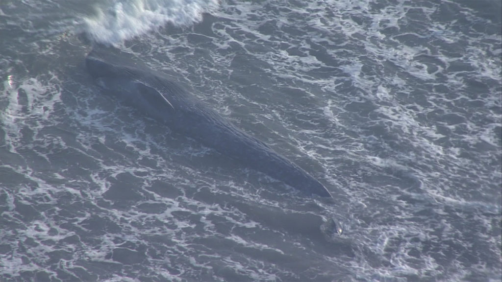 A 10-meter-long whale washed ashore at Yuigahama Beach on Sunday
