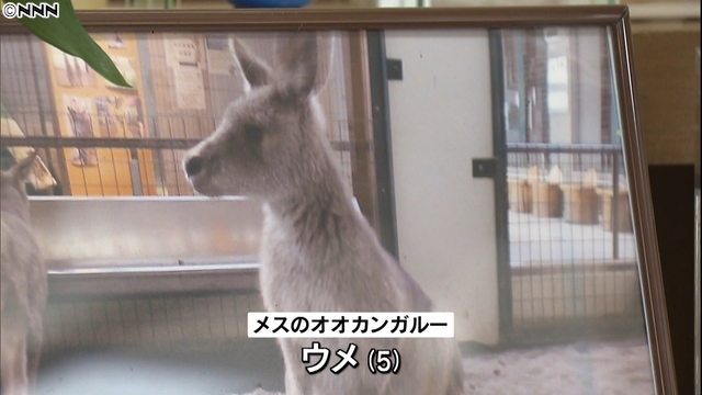 Ume the kangaroo was found dead at Sapporo Maruyama Zoo, which was previously questioned over its habitat conditions following a string of animal deaths