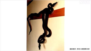 Police hunt for two 2-meter pythons that escaped from Kawasaki apartment