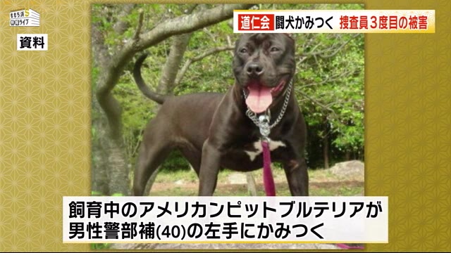 A pit bull belonging to a gang boss bit an officer during a search in Kurume City earlier this month