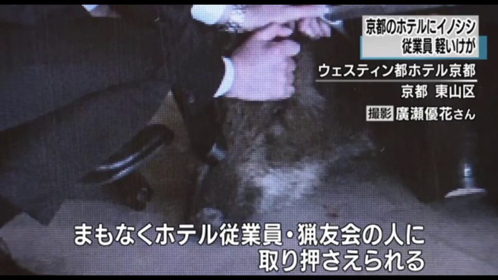 A wild boar was captured after entering the lobby of the Westin Miyako Kyoto on Sunday