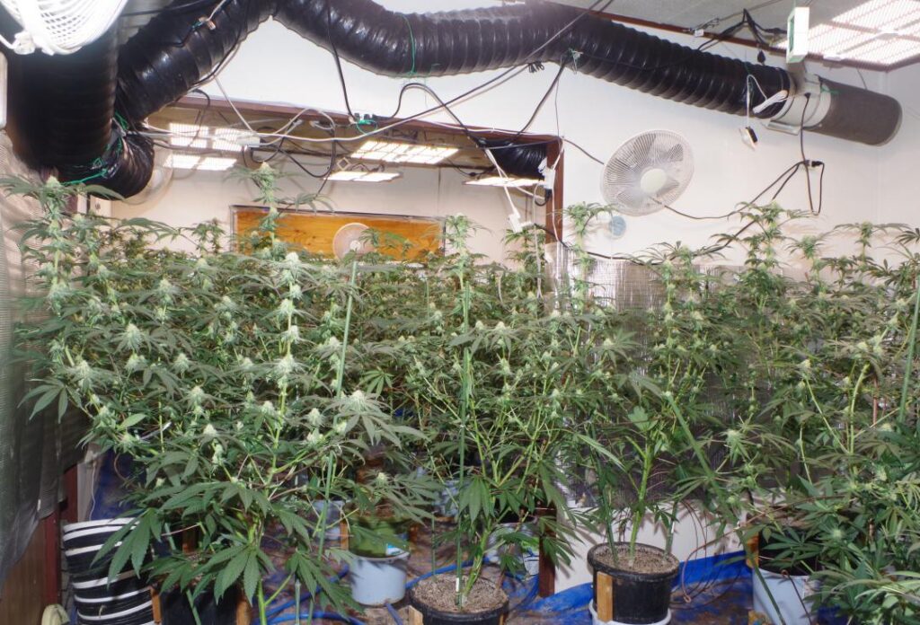 Vietnamese national suspected of growing 200 marijuana plants in Ibaraki