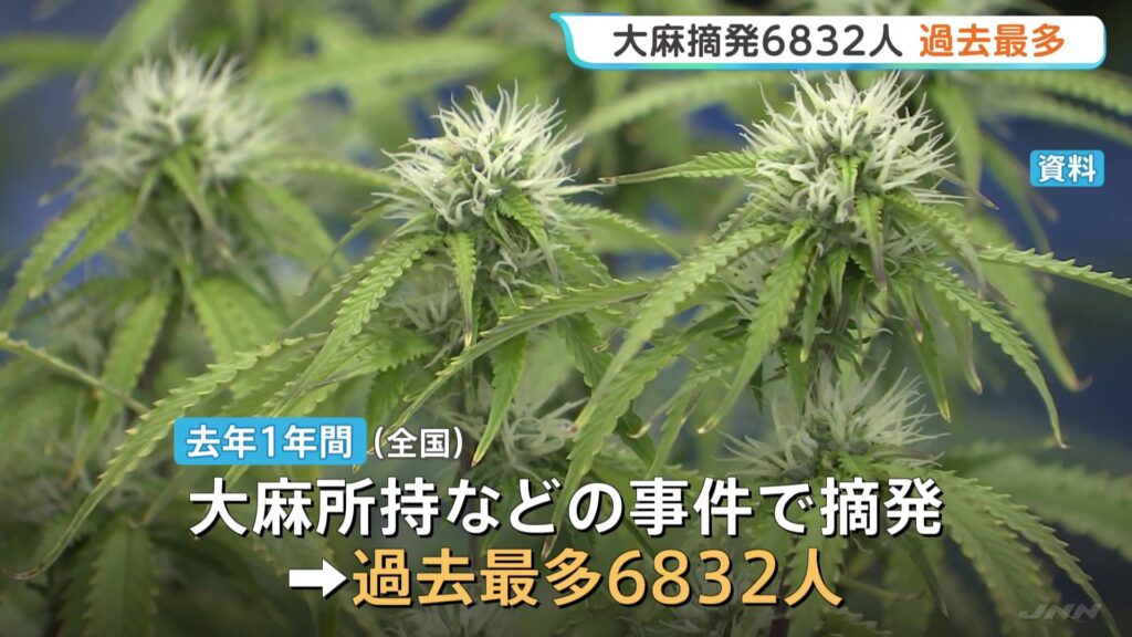 NPA: Marijuana busts reach highest ever in '25