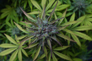 A close-up macro of green cannabis flower buds