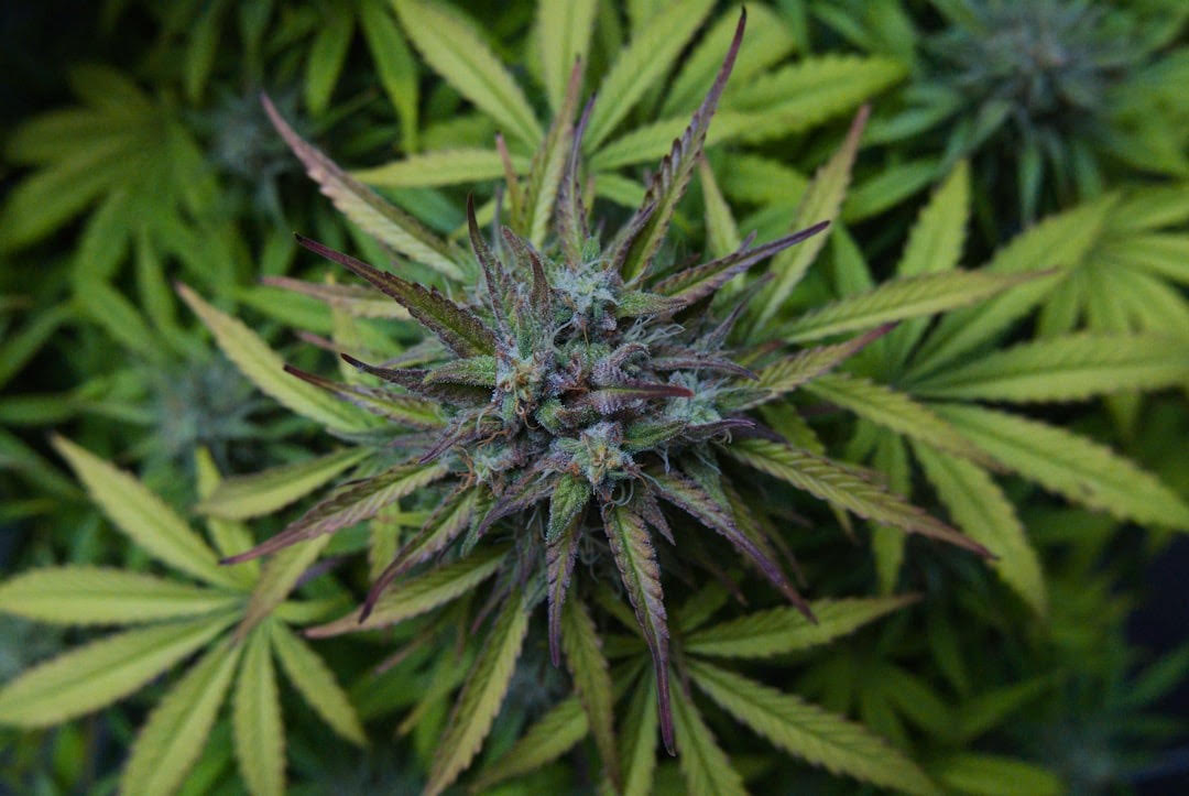 A close-up macro of green cannabis flower buds