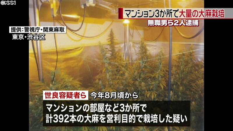 Marijuana plants in residence in Shibuya Ward