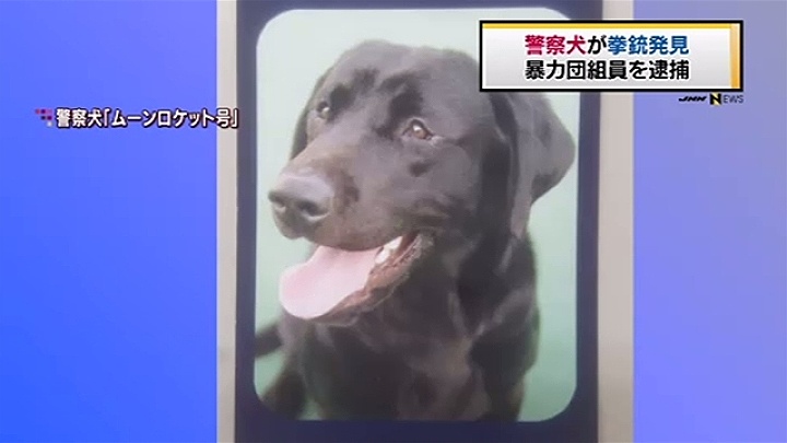Tokyo police dog Moon Rocket Go discovered a pistol and ammunition at the residence of a gangster in Saitama Prefecture last week