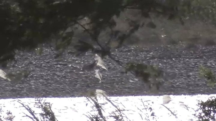 A body likely of a woman was found in the Tone River last month