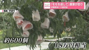 Thieves make off with hundreds of ready-to-harvest peaches in Fukushima, Aomori