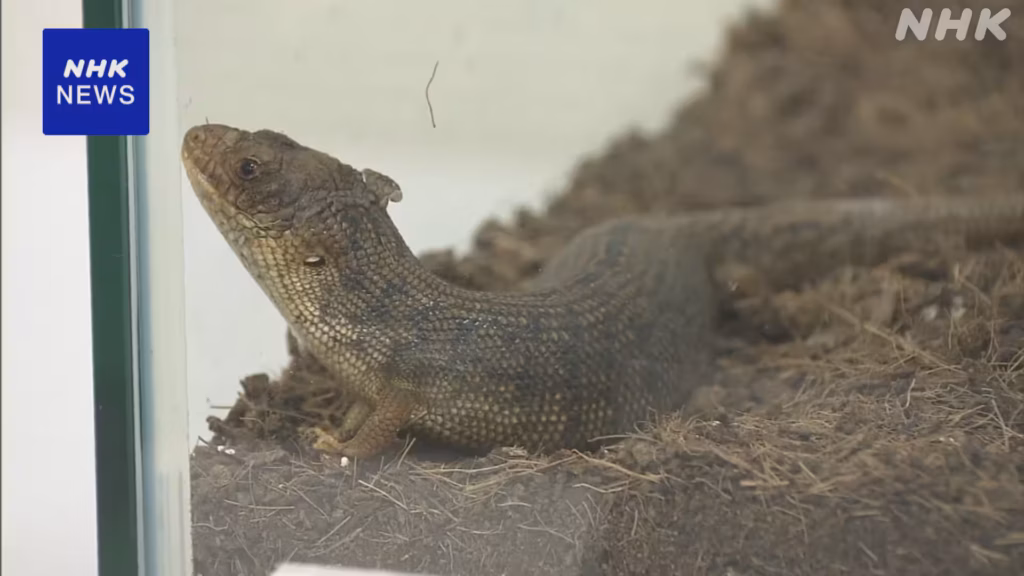 Adelaide pygmy blue-tongued skink