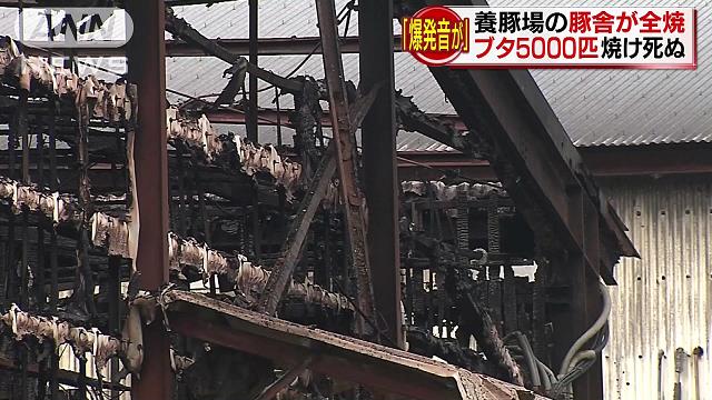 Two pigpens burned down at a pig farm in Saijo City on Tuesday