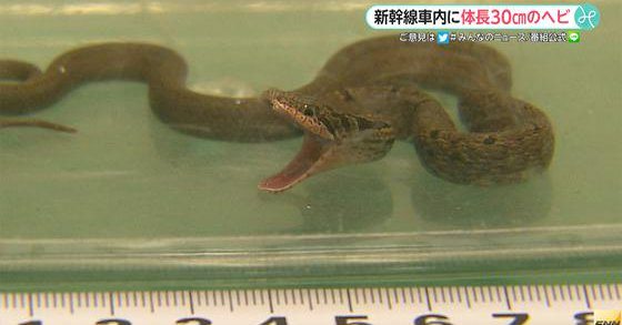 Television footage shows a 30-centimeter ratsnake that was found wrapped around a Shinkansen bullet train bound for Hiroshima from Tokyo on Monday. (Fuji News Network)