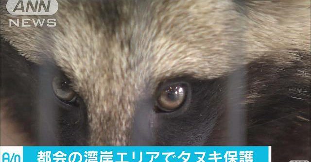 A police officer saved an injured raccoon dog in Tokyo (TV Asahi)