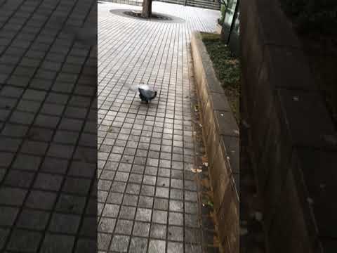 A rat and a pigeon went head-to-head in Tokyo on Monday