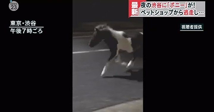 A pony that escaped from a pet store roamed free in Shibuya Ward on Thursday night