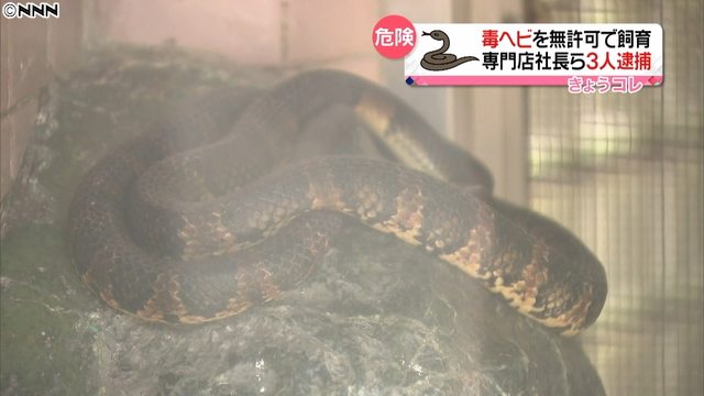 Tokyo police busted a pet store in Taito Ward for raising poisonous snakes without a license