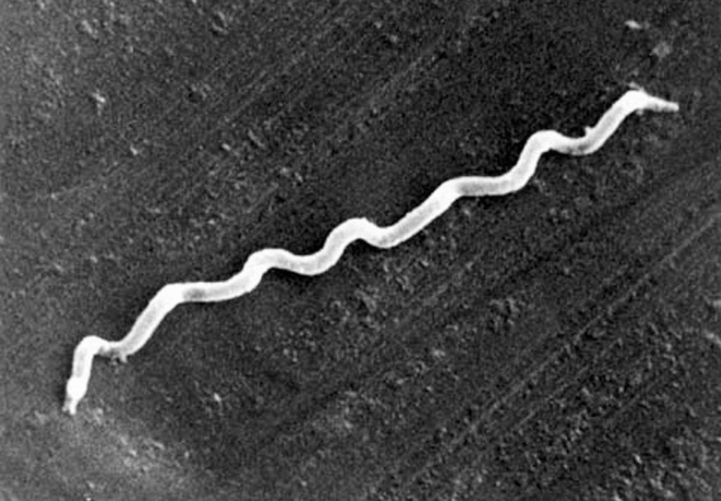 cases of syphilis