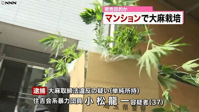 Saitama police arrested a Asakusa Takahashi-gumi member for the cultivation of marijuana