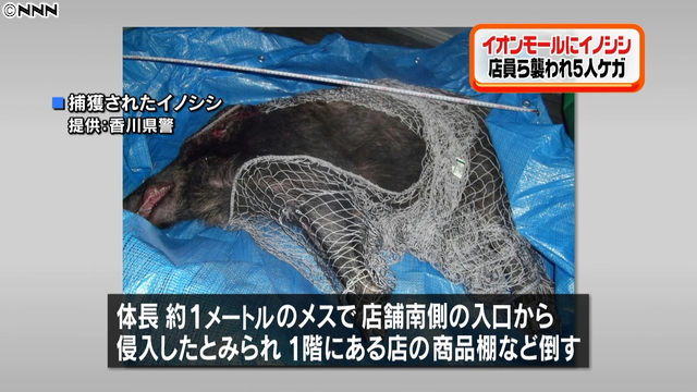A wild boar was captured at a mall in Takamatsu City on Monday