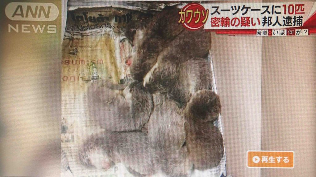 Japanese woman arrested for smuggling otters from Thailand