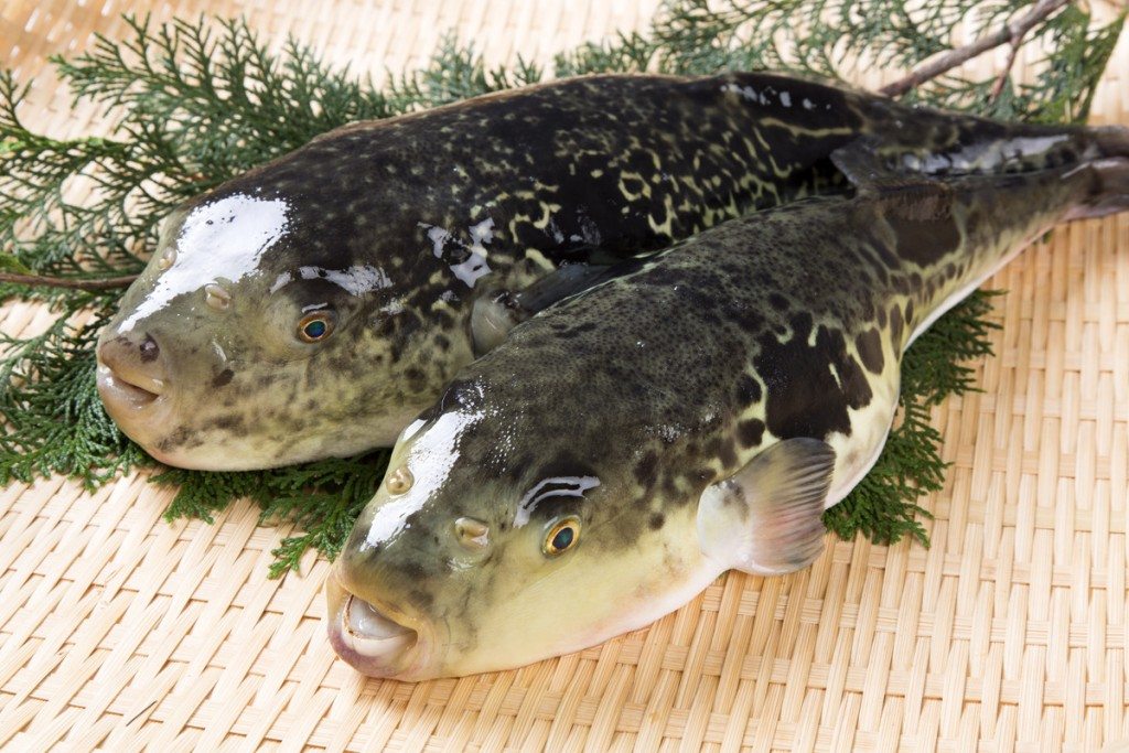 A pair of tora fugu, or tiger blowfish
