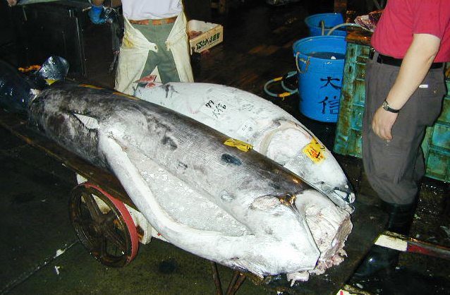 A cart carries a fish through Tsukiji