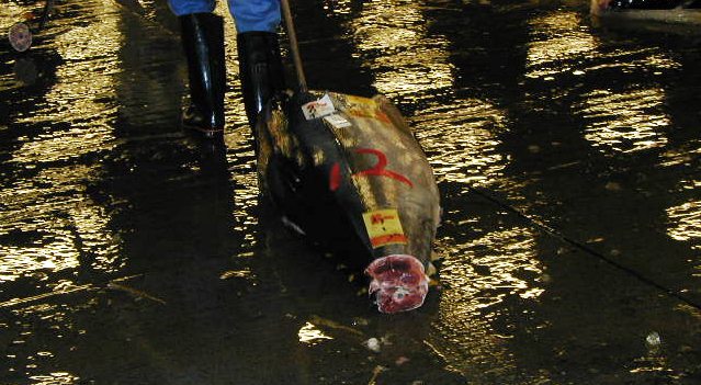 A frozen tuna on the pavement