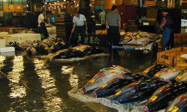 Frozen tuna for sale