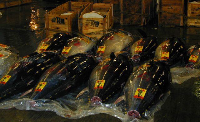 Frozen tuna lined up