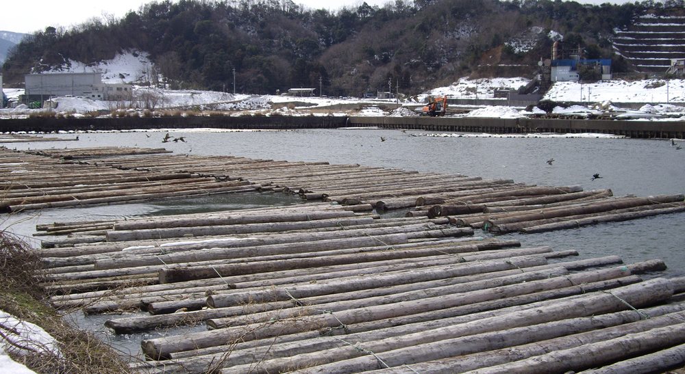 A woman's body was found at a lumberyard in Tsuruga City