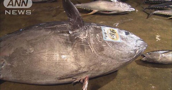 A tuna weighing nearly 450 kilograms was landed off the coast of Wakayama Prefecture on Thursday