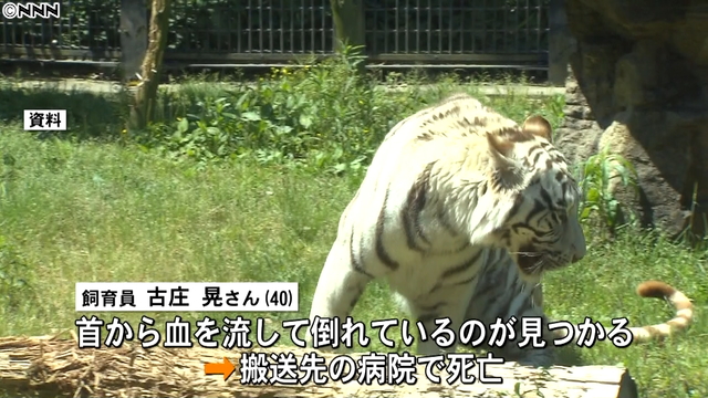 a white tiger